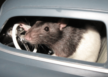 How to Keep Rats Away From Your Car Wires