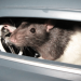 How to Keep Rats Away From Your Car Wires