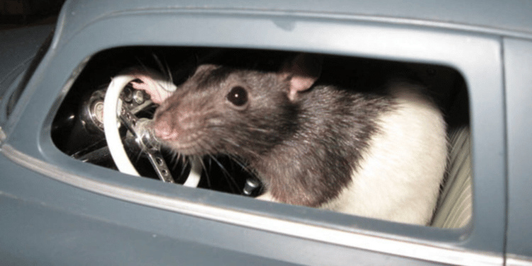 How to Keep Rats Away From Your Car Wires